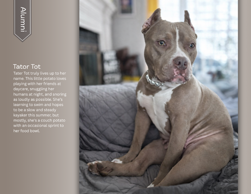 pit bull calendar 2027