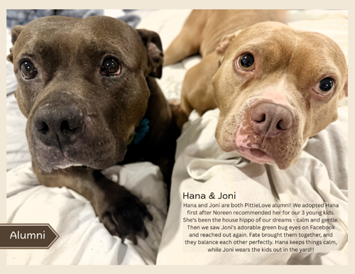 pit bull calendar 2027