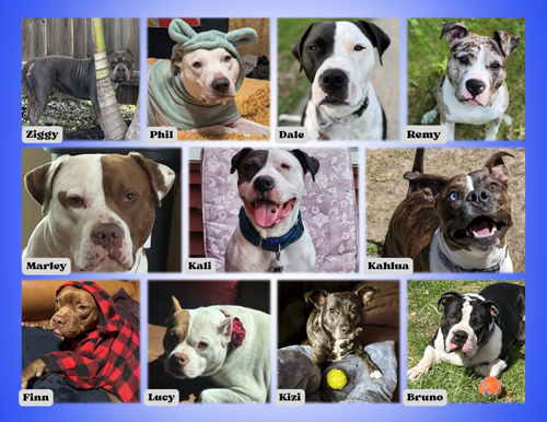pit bull calendar 2027