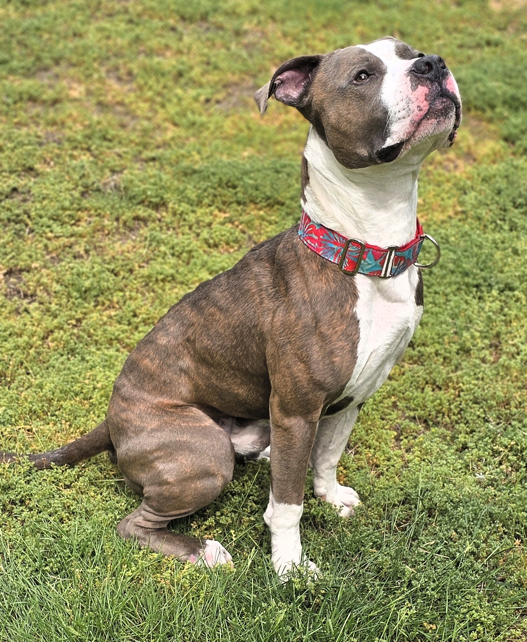 popeye adoptable do