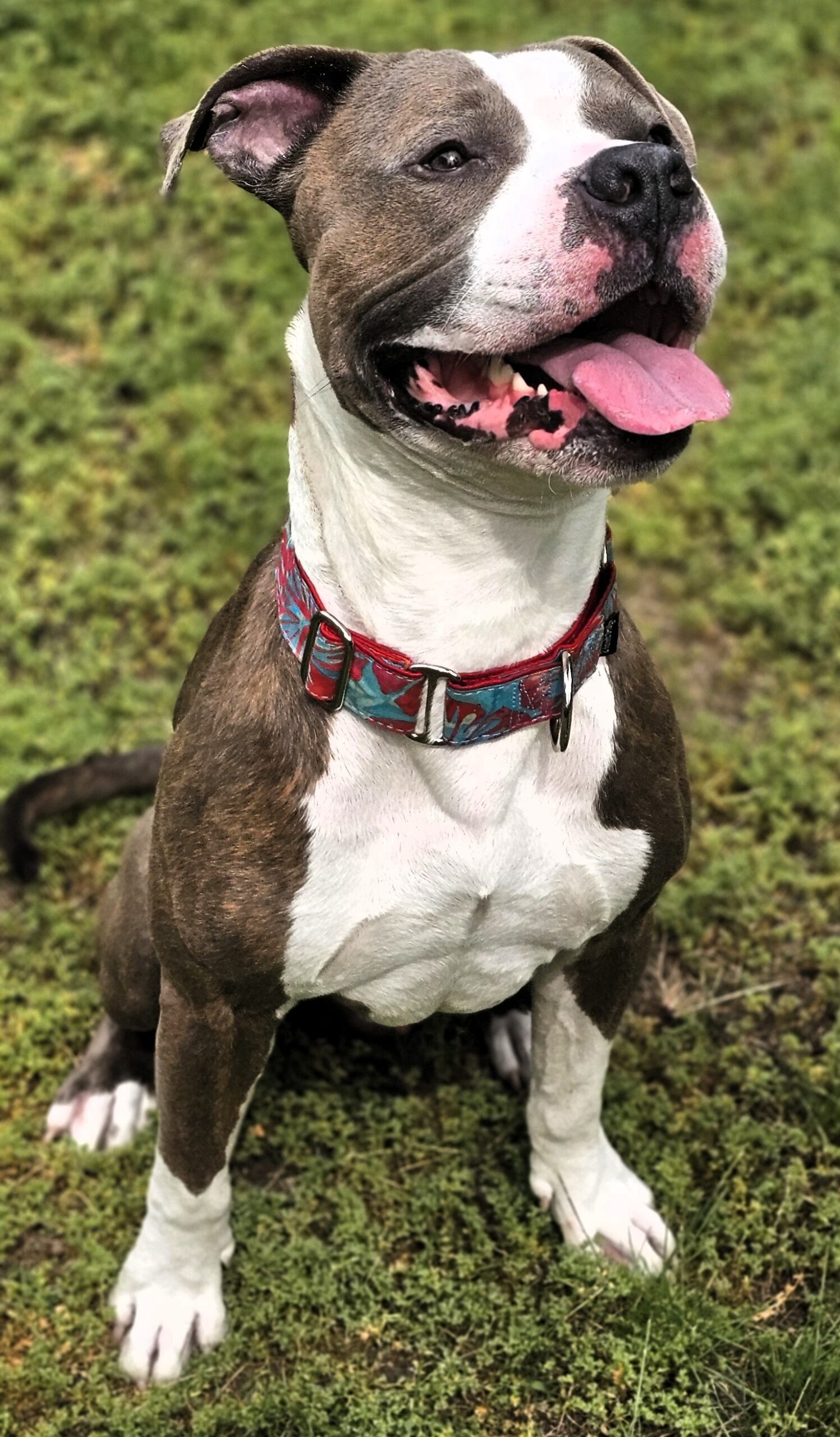 popeye adoptable do