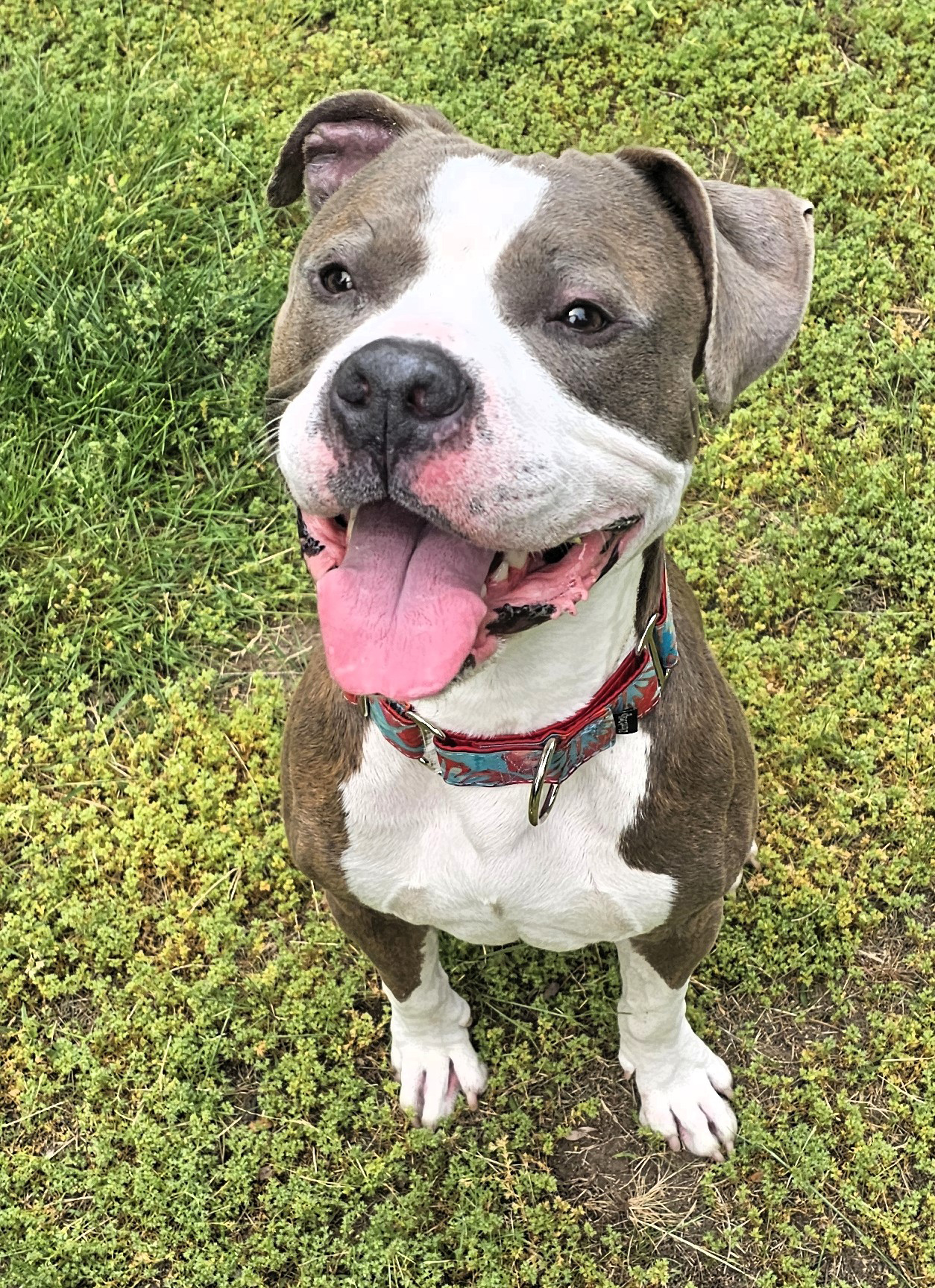 popeye adoptable dog