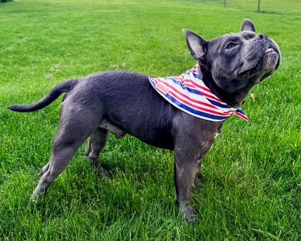 benny adoptable dog