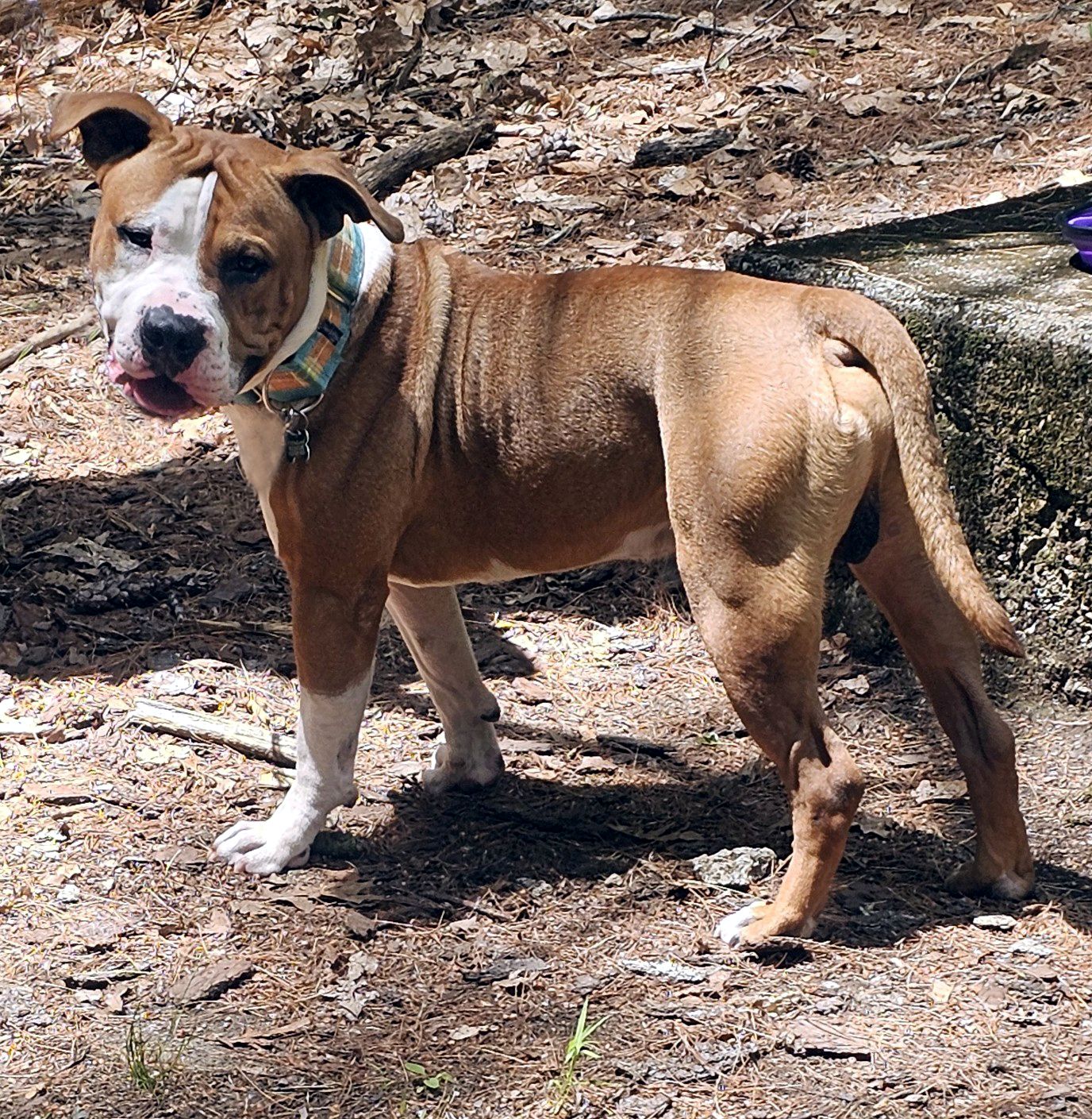 mellow adoptable dog