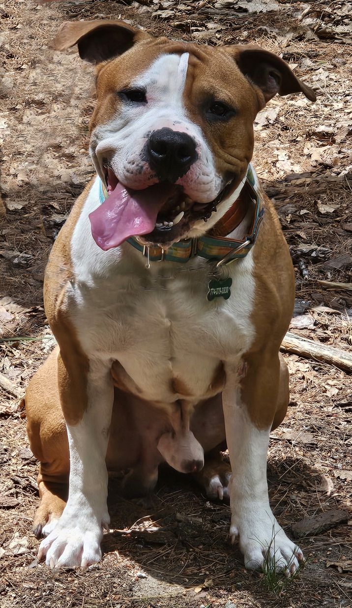 mellow adoptable dog