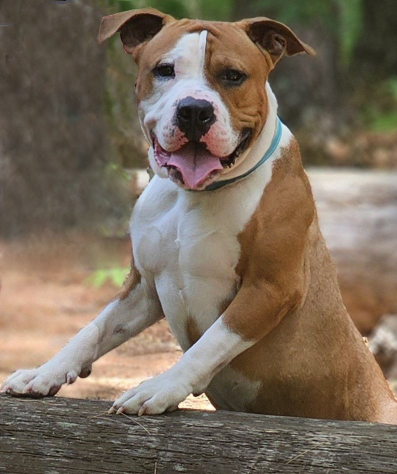 mellow adoptable dog