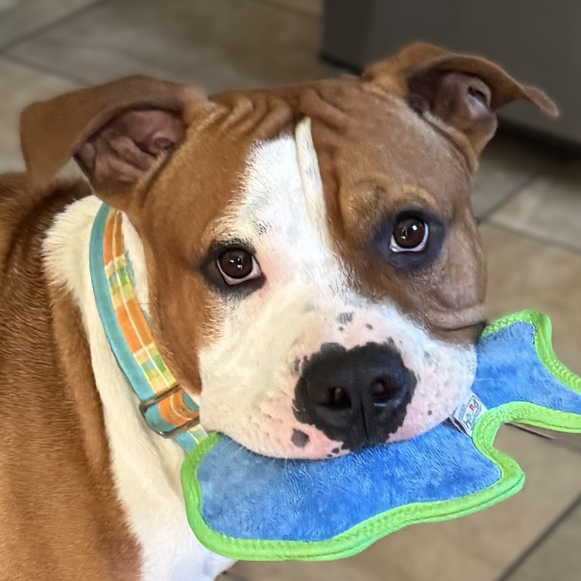 mellow adoptable dog