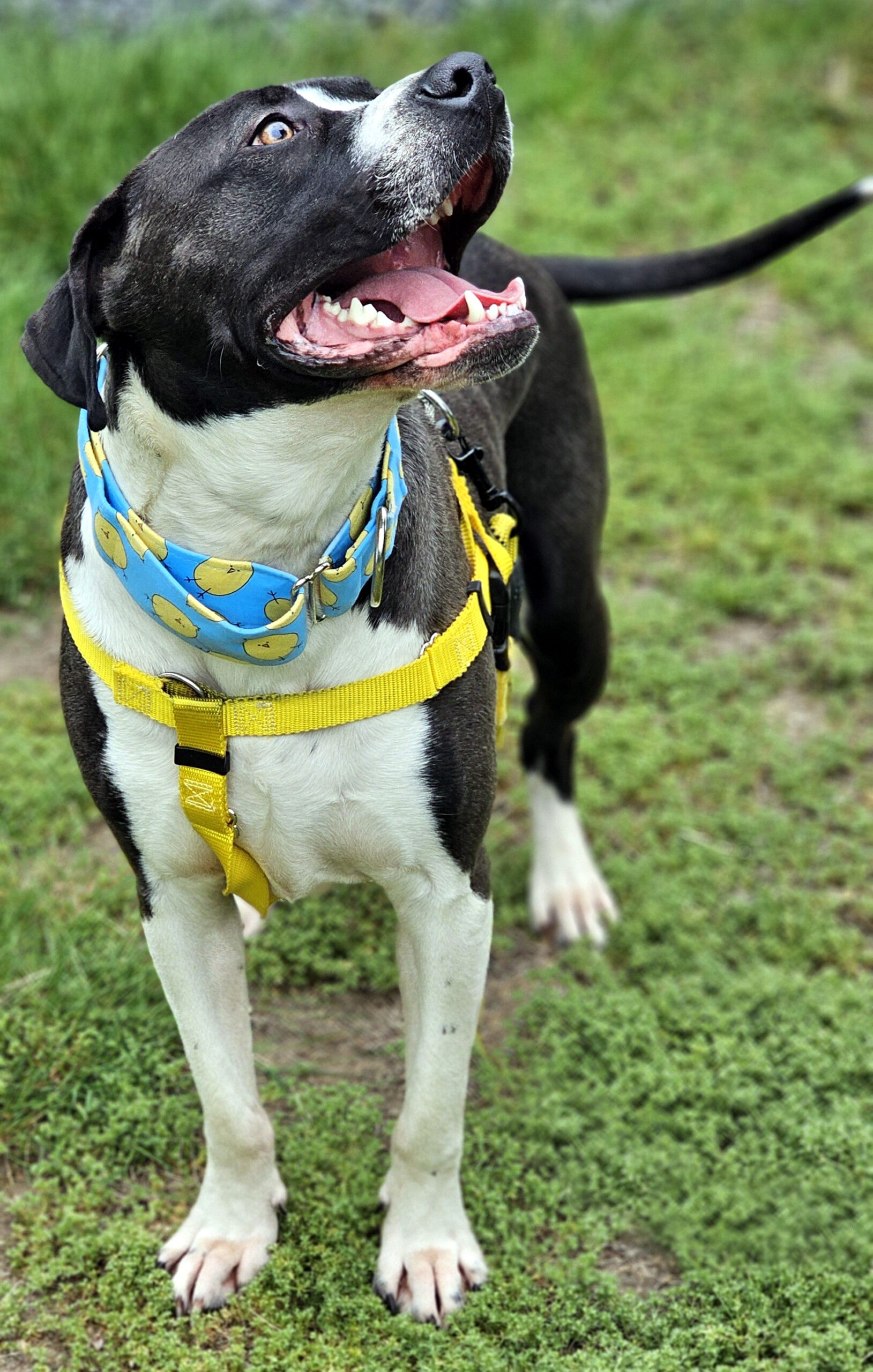 steven adoptable dog