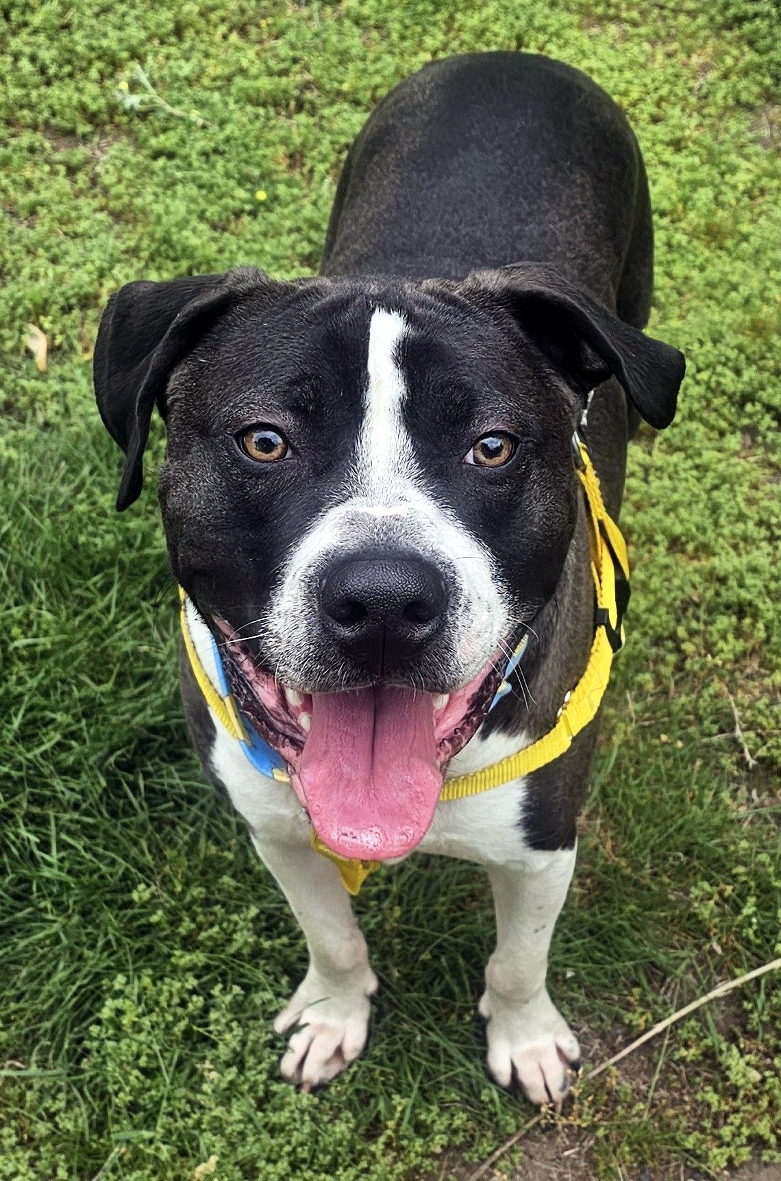 steven adoptable dog