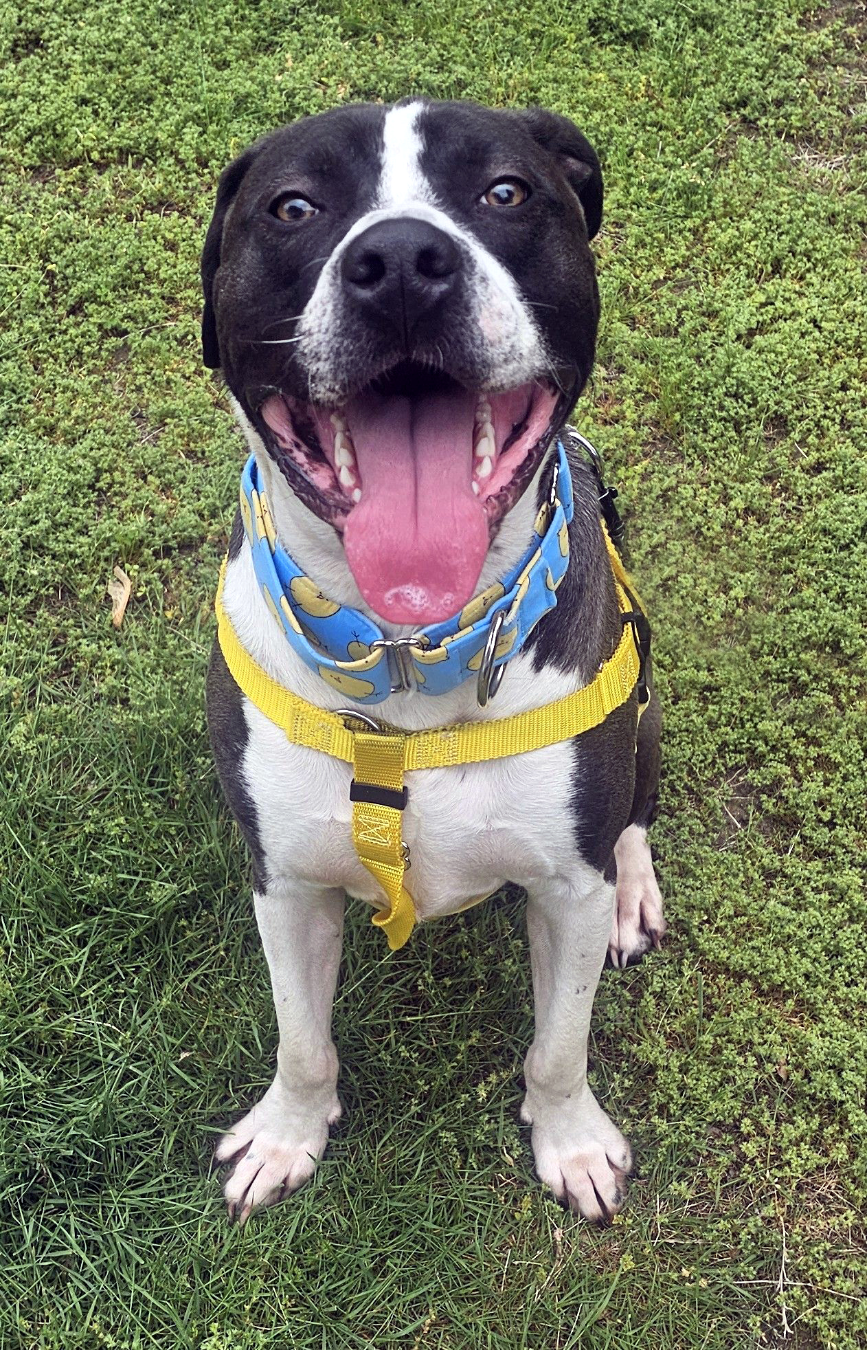 steven adoptable dog