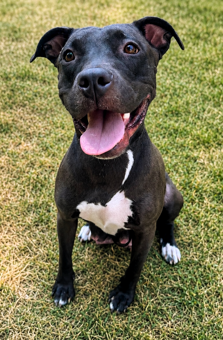 banyan adoptable dog