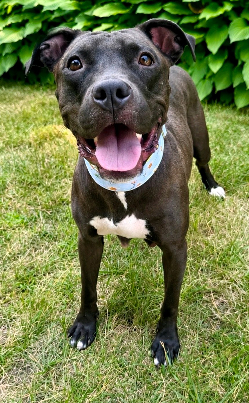 banyon adoptable dog