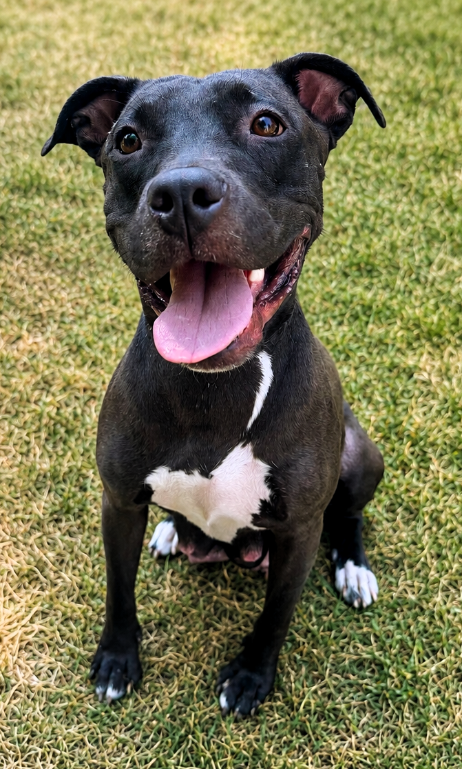 banyon adoptable dog