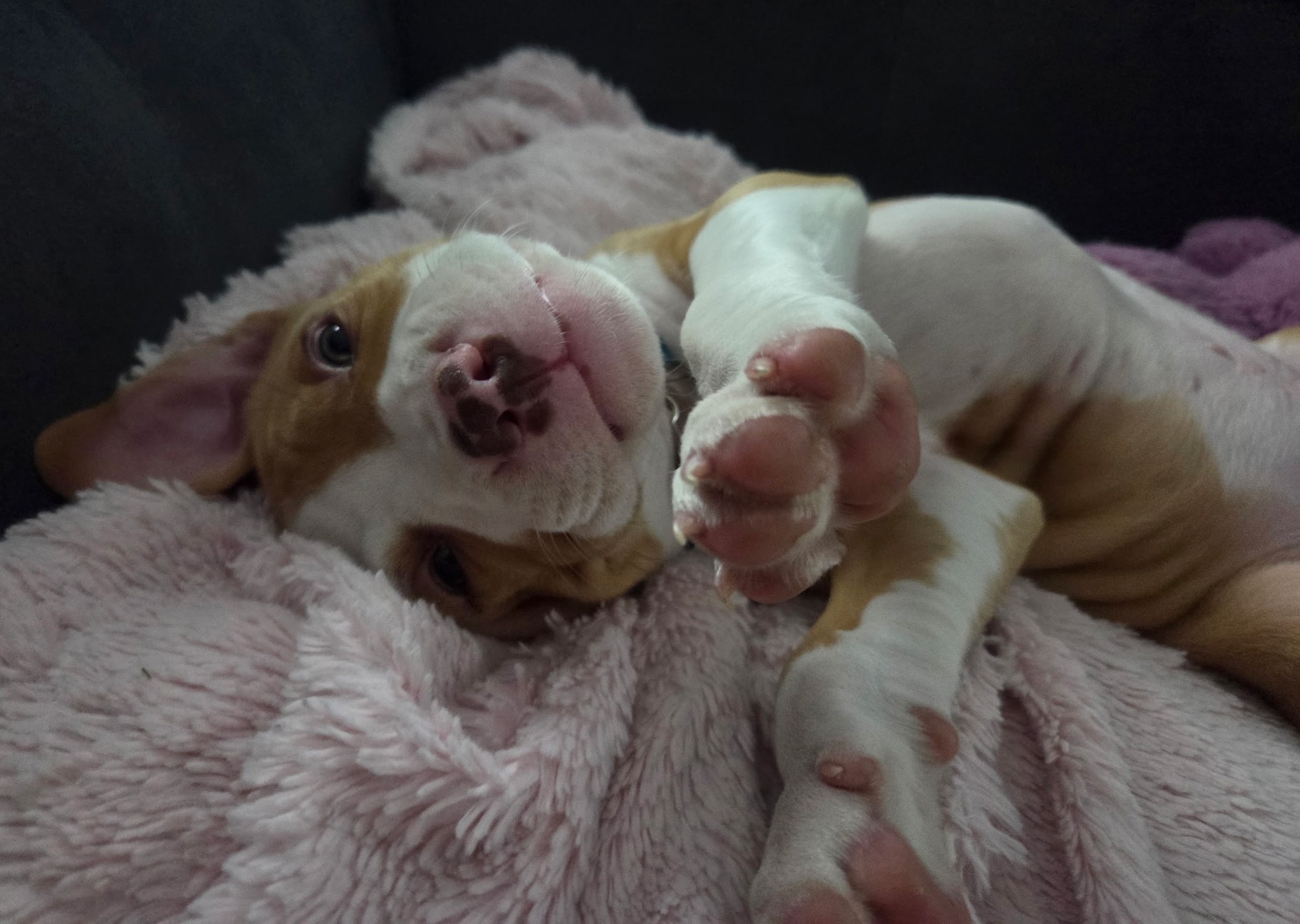 birch adoptable pup