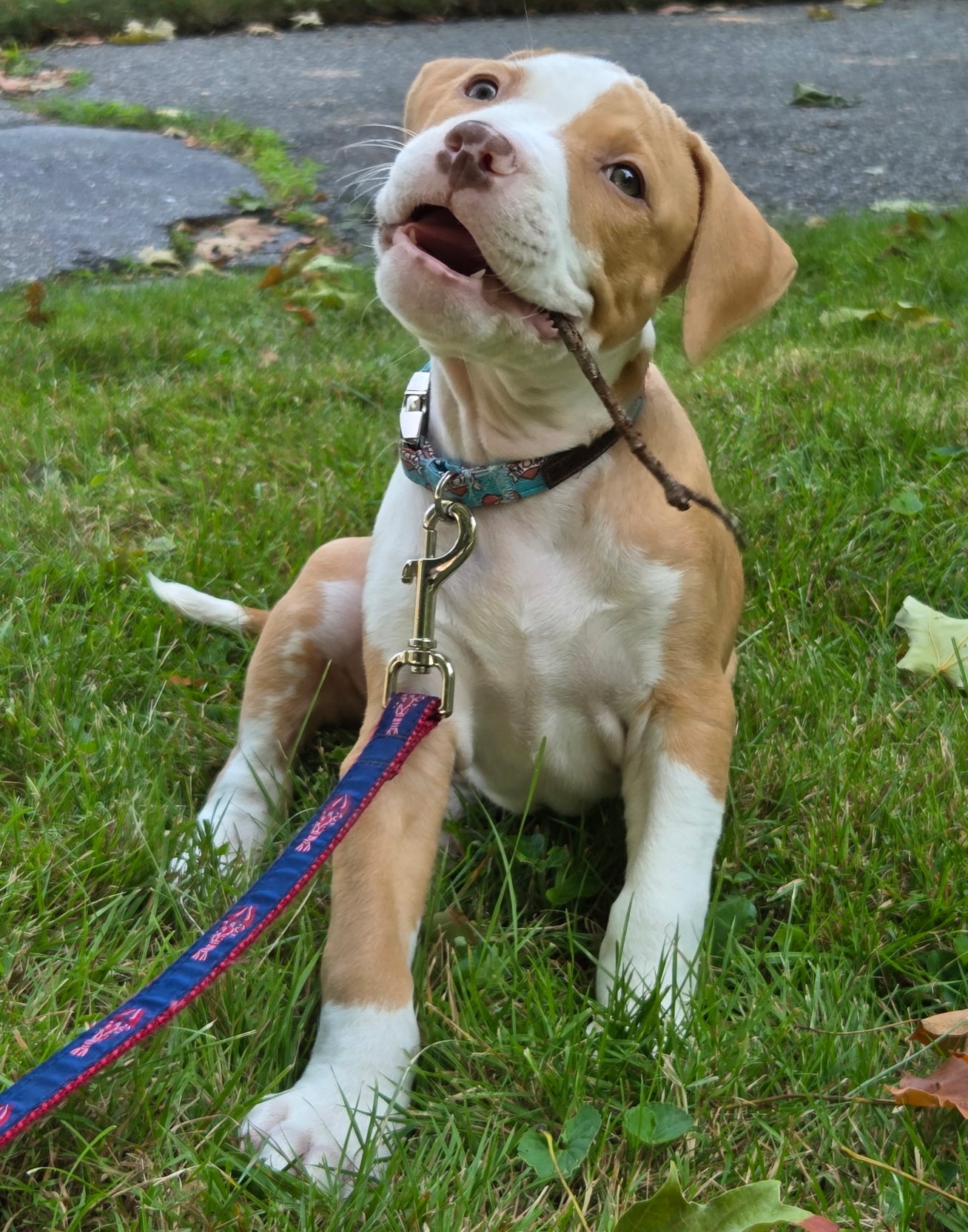 birch adoptable pup