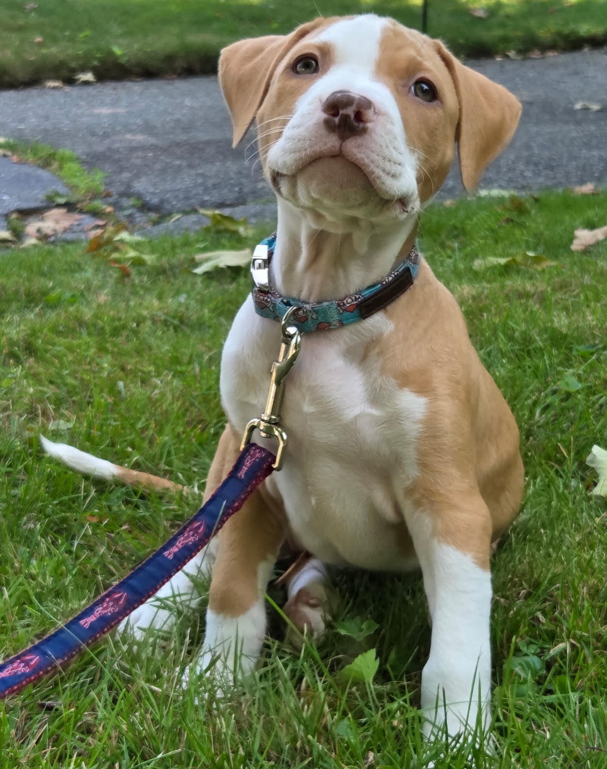 birch adoptable pup