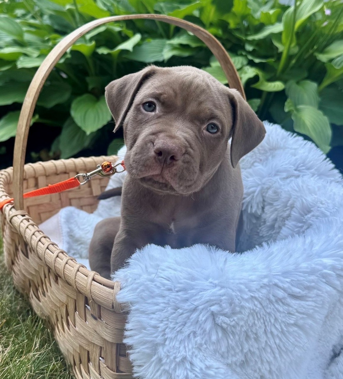 cedar adoptable pup