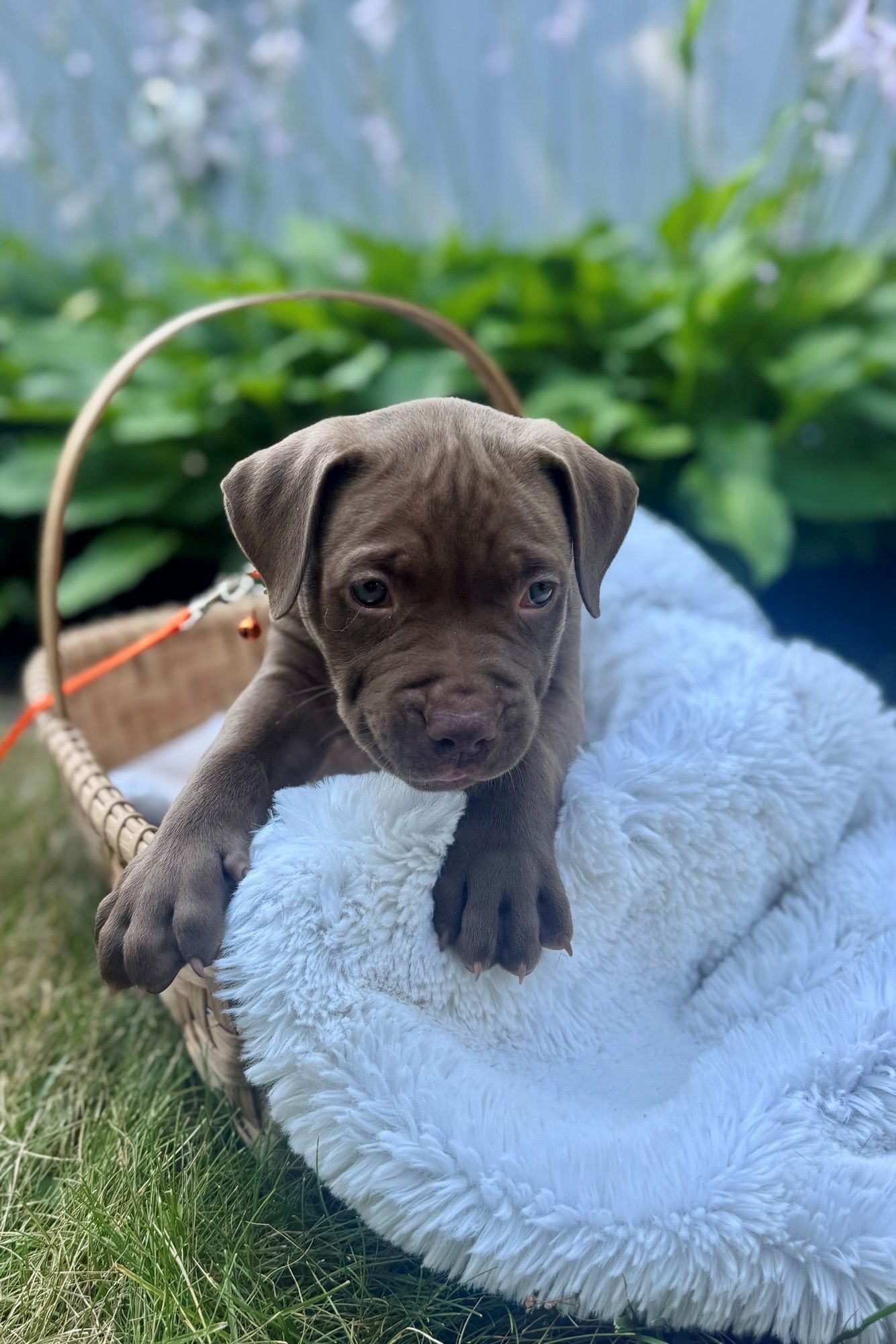 cedar adoptable pu