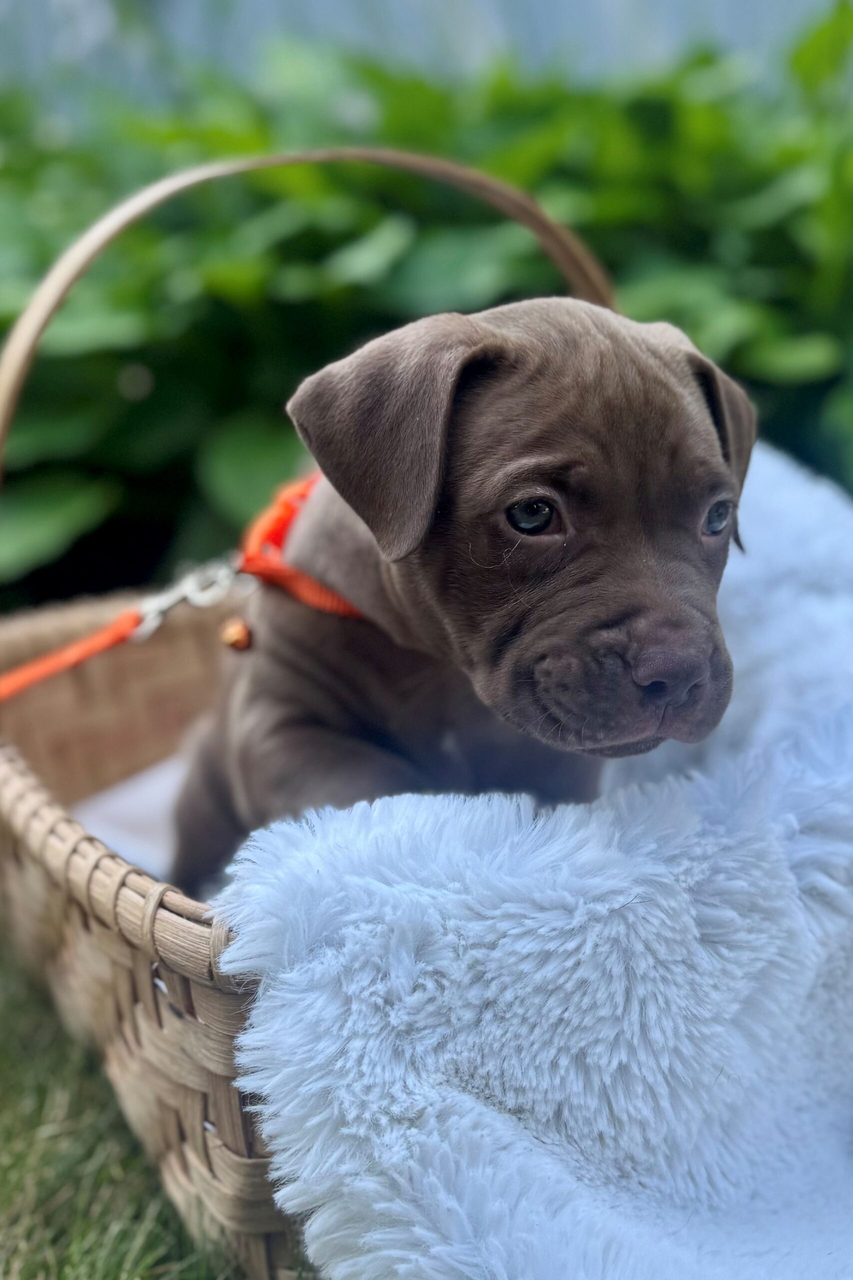 cedar adoptable pu