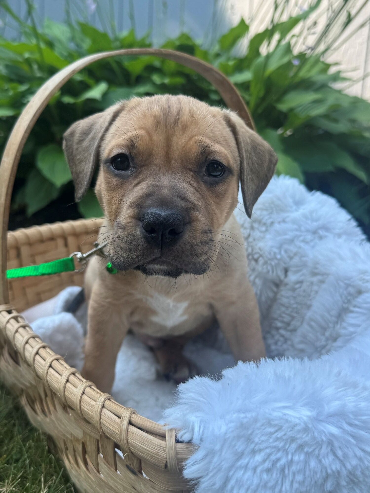 cypress adoptable pup