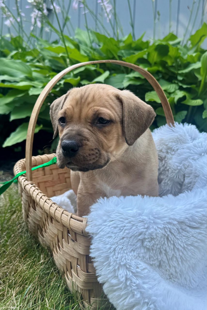 cypress adoptable pup