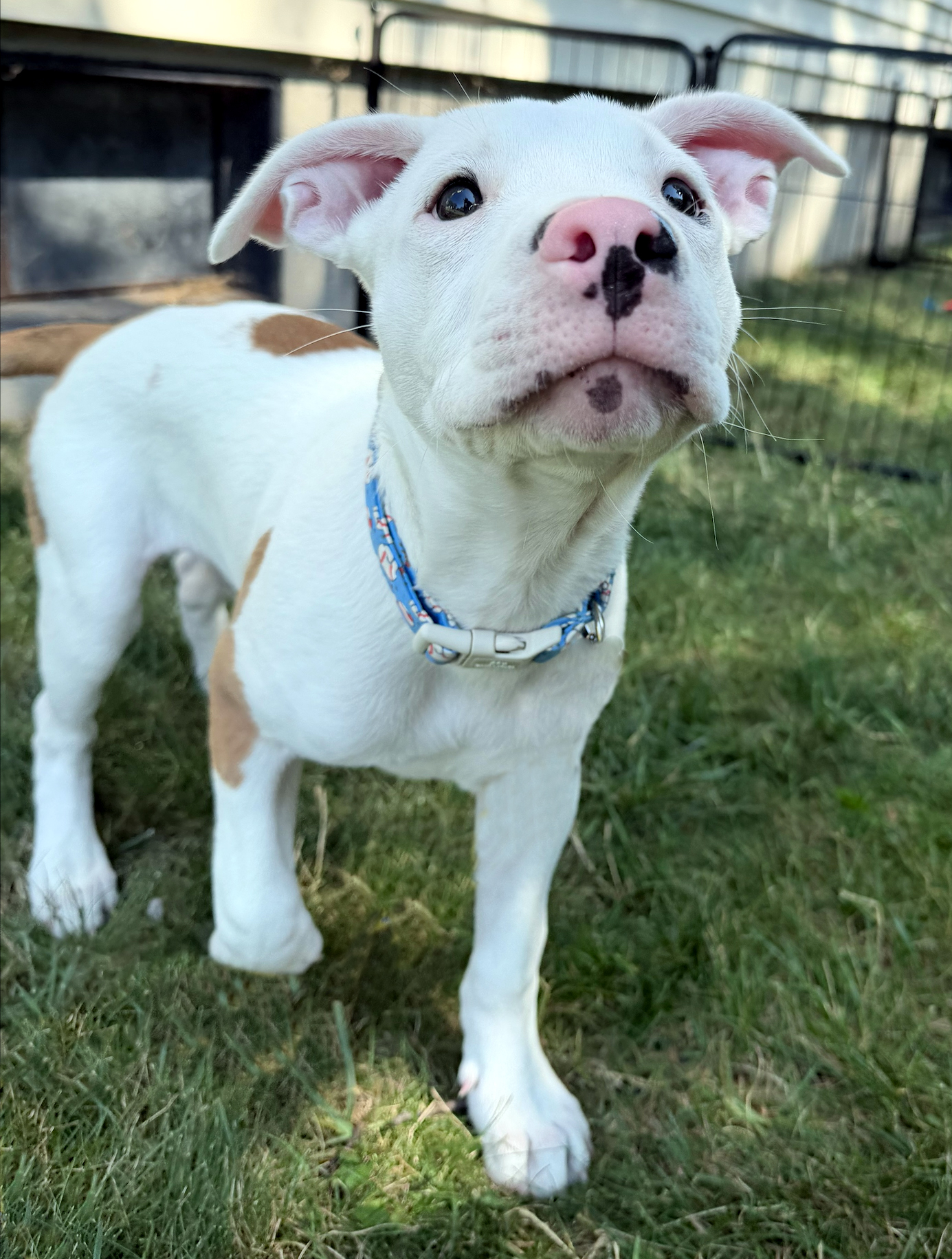 freddy adoptable pup