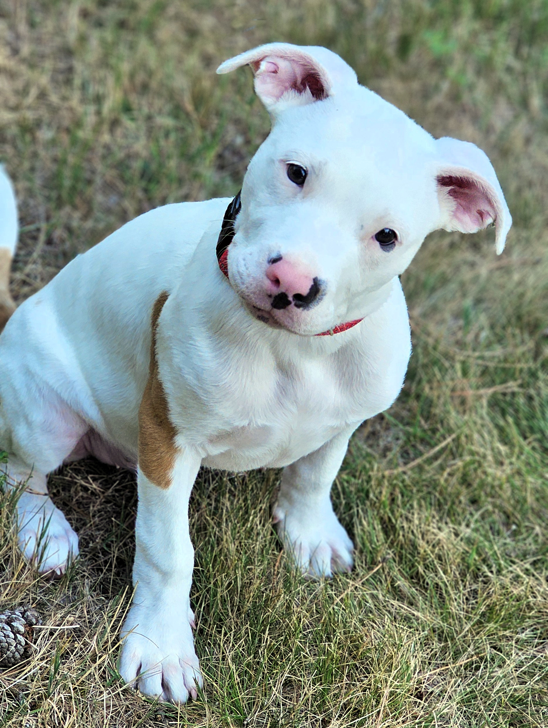 freddy adoptable pup