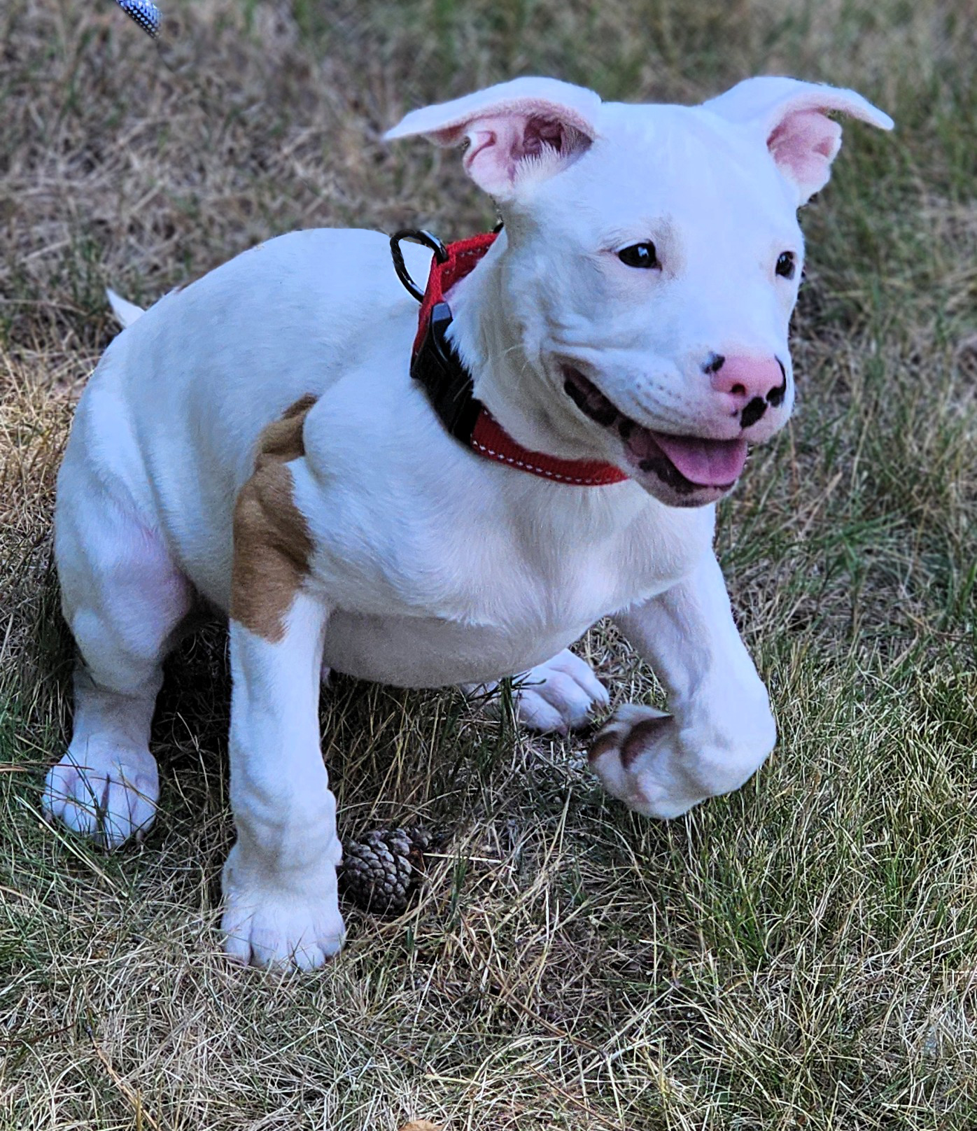 freddy adoptable pup