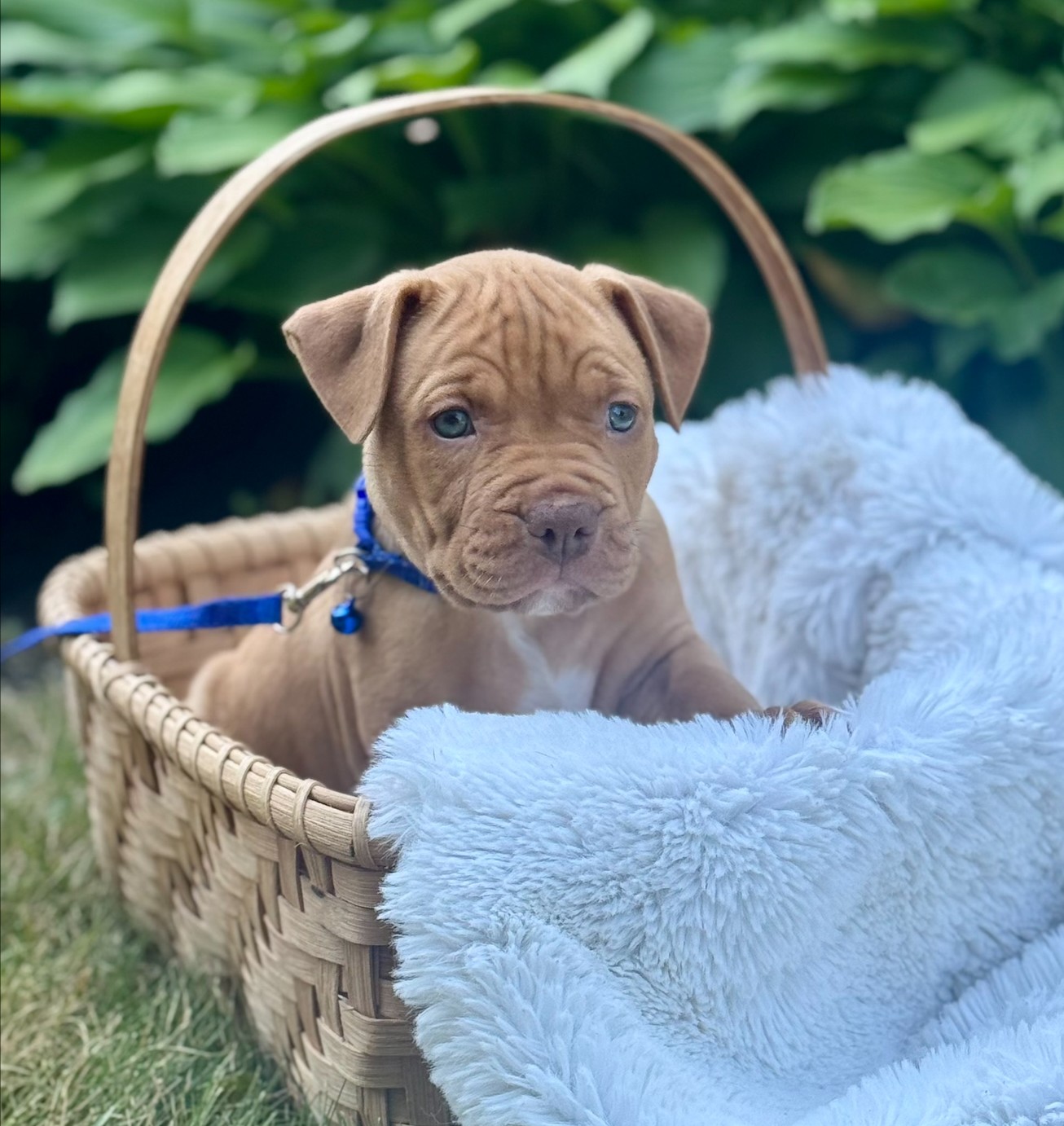 hickory adoptable pup