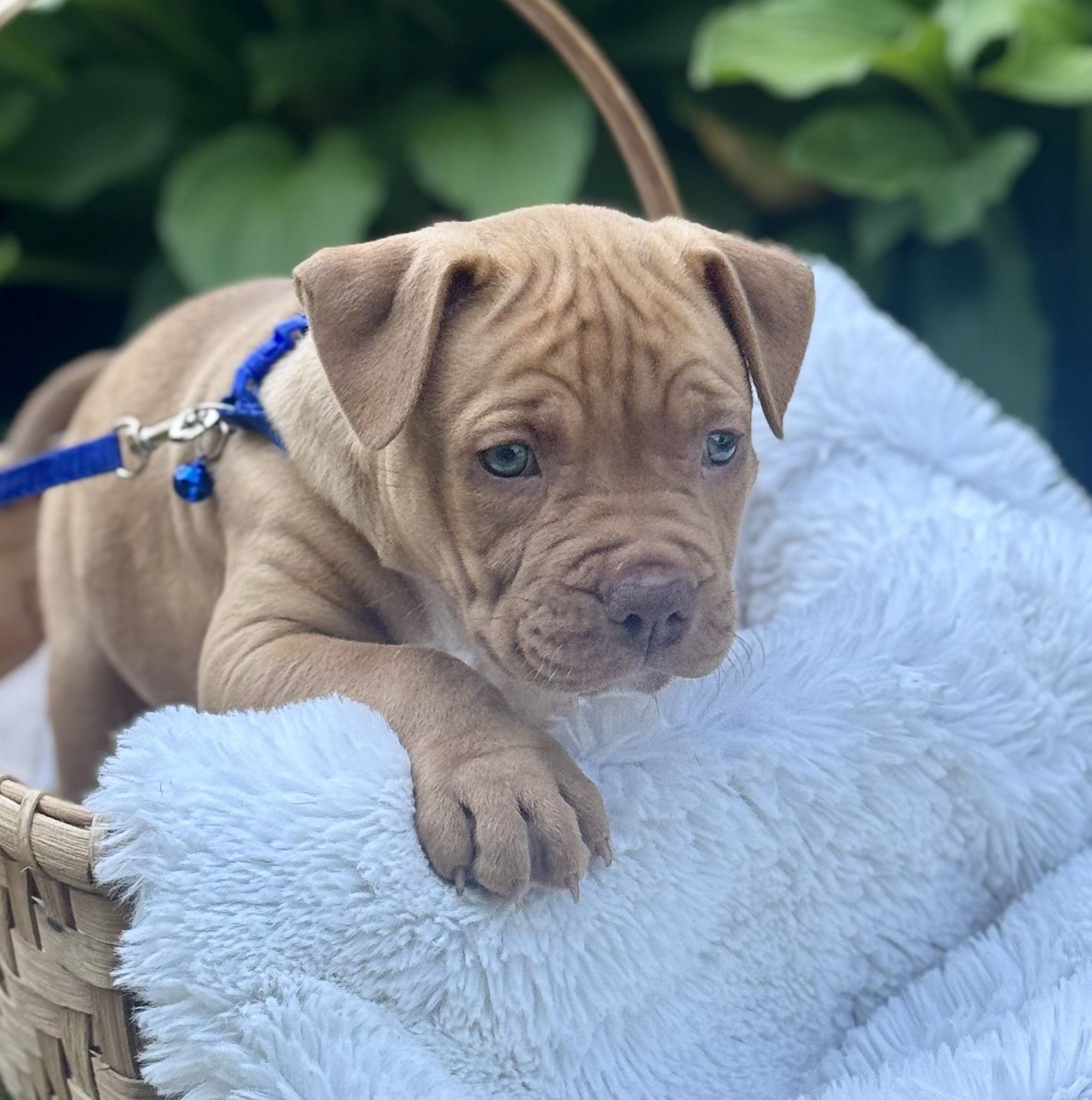 hickory adoptable pup