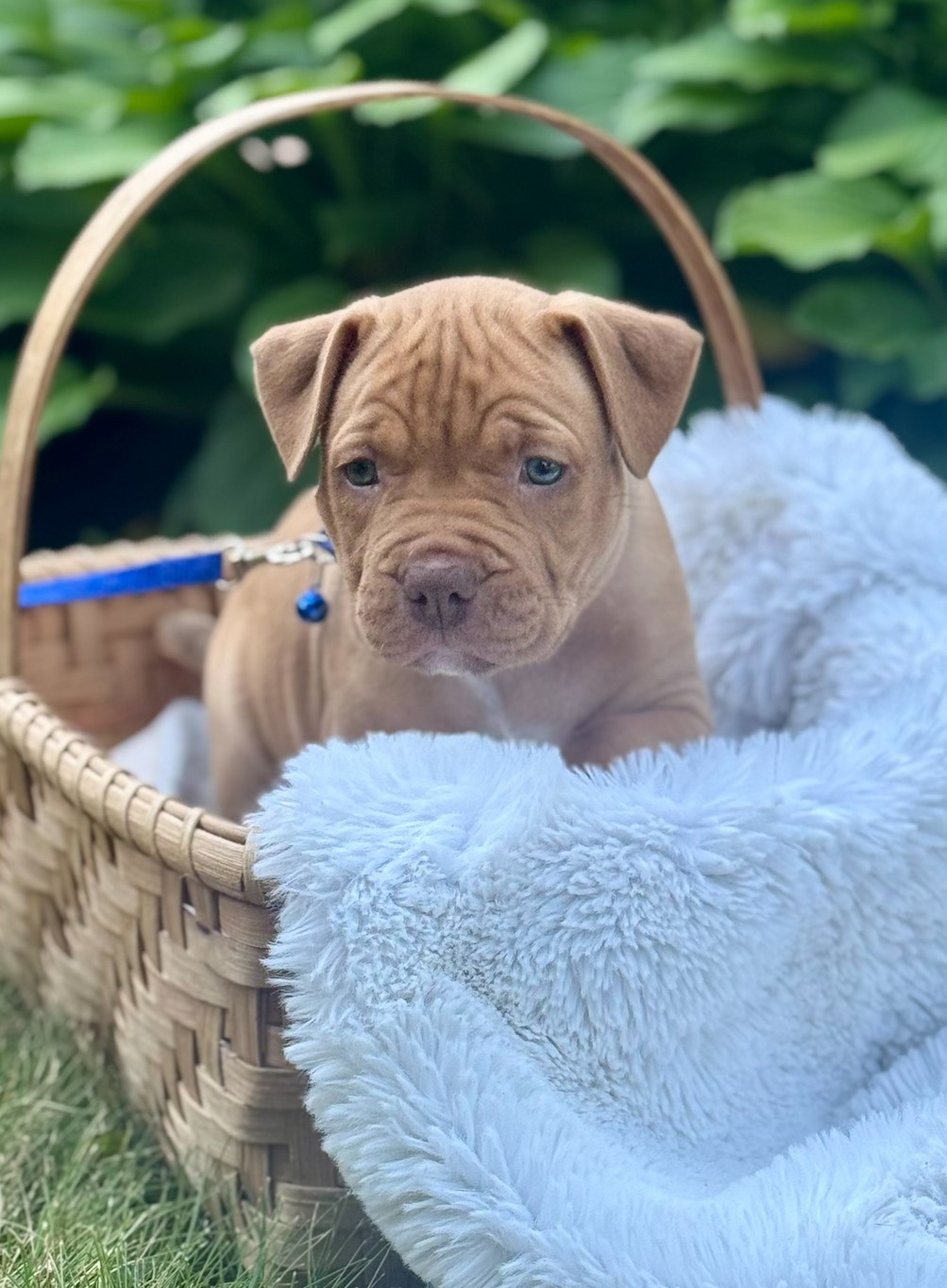 hickory adoptable pup