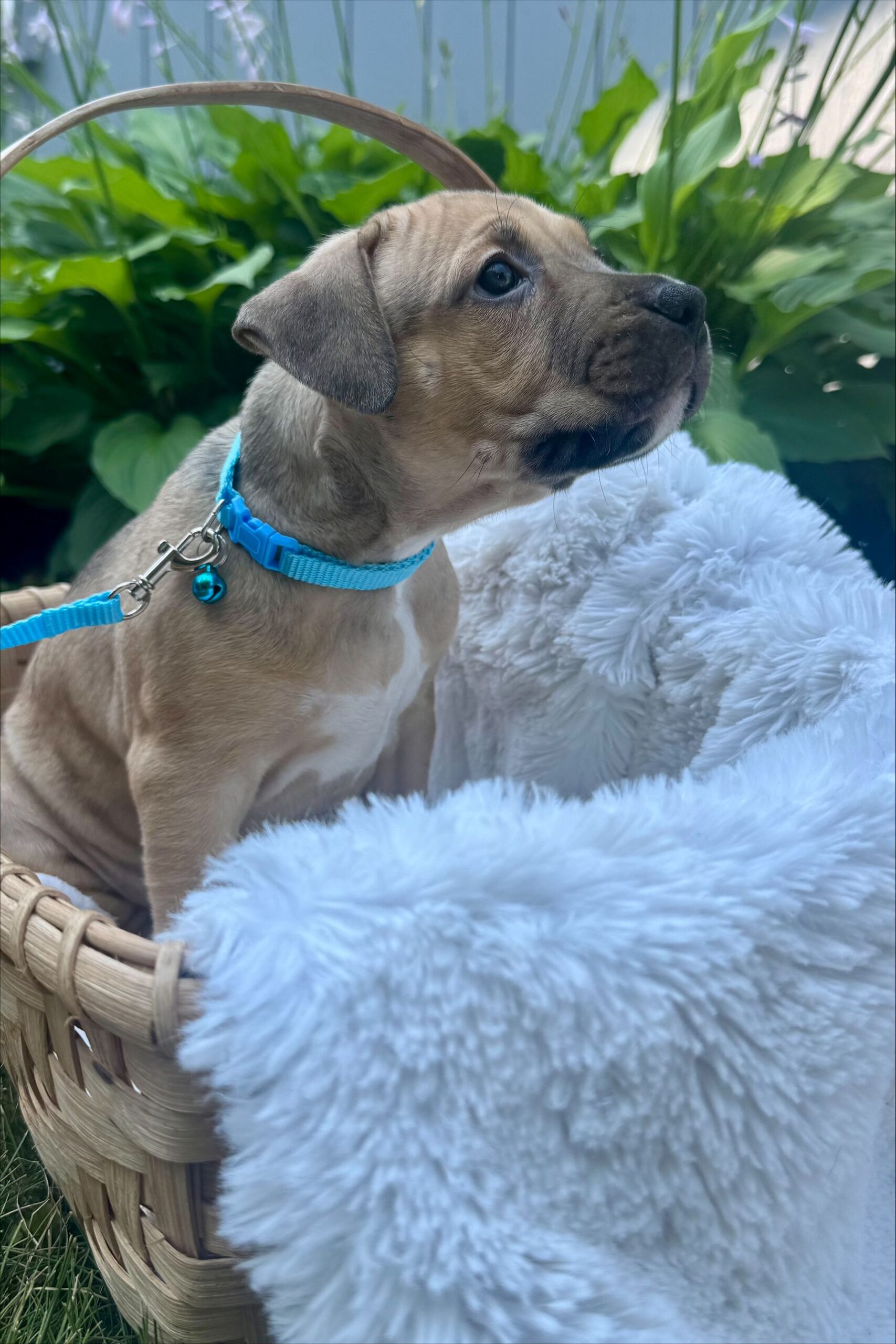 holly adoptable pup