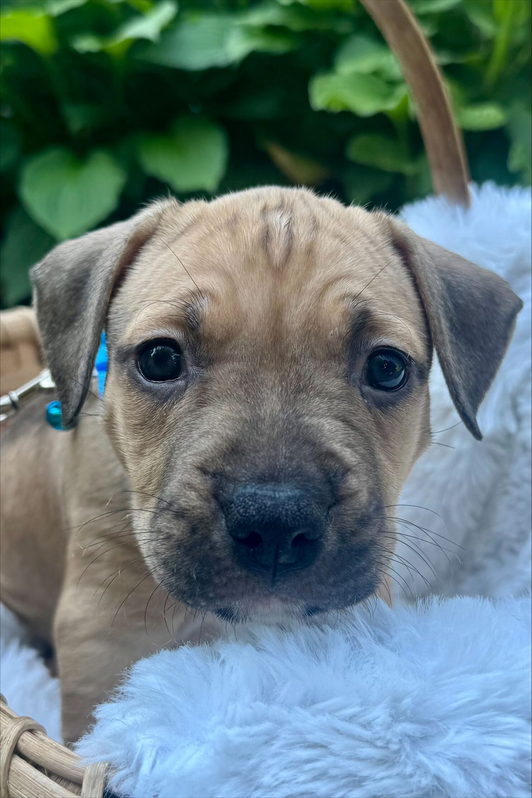holly adoptable pup
