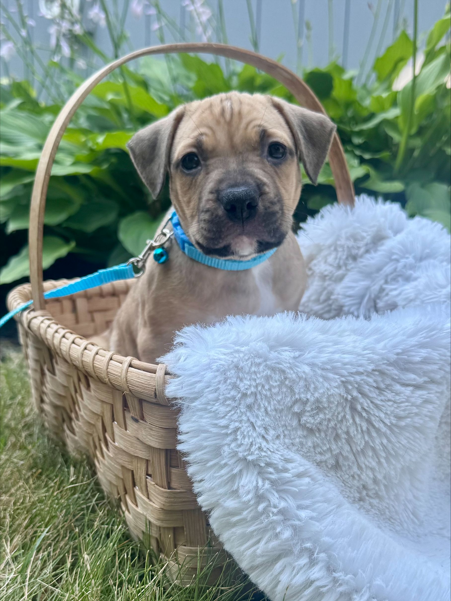 holly adoptable pup