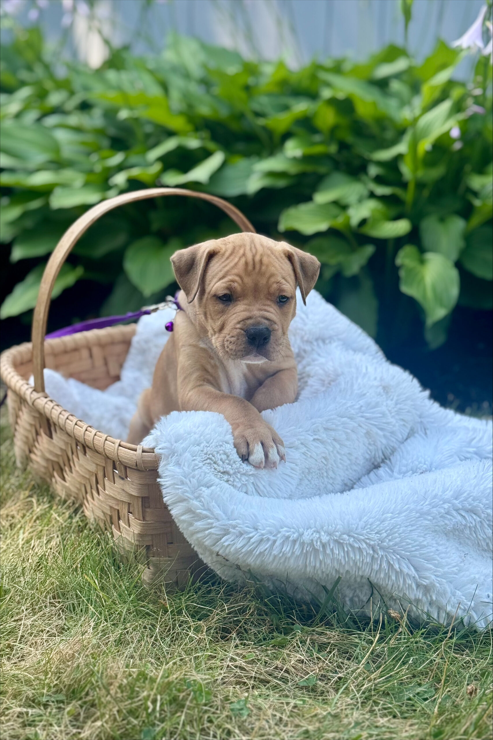 juniper adoptable pup
