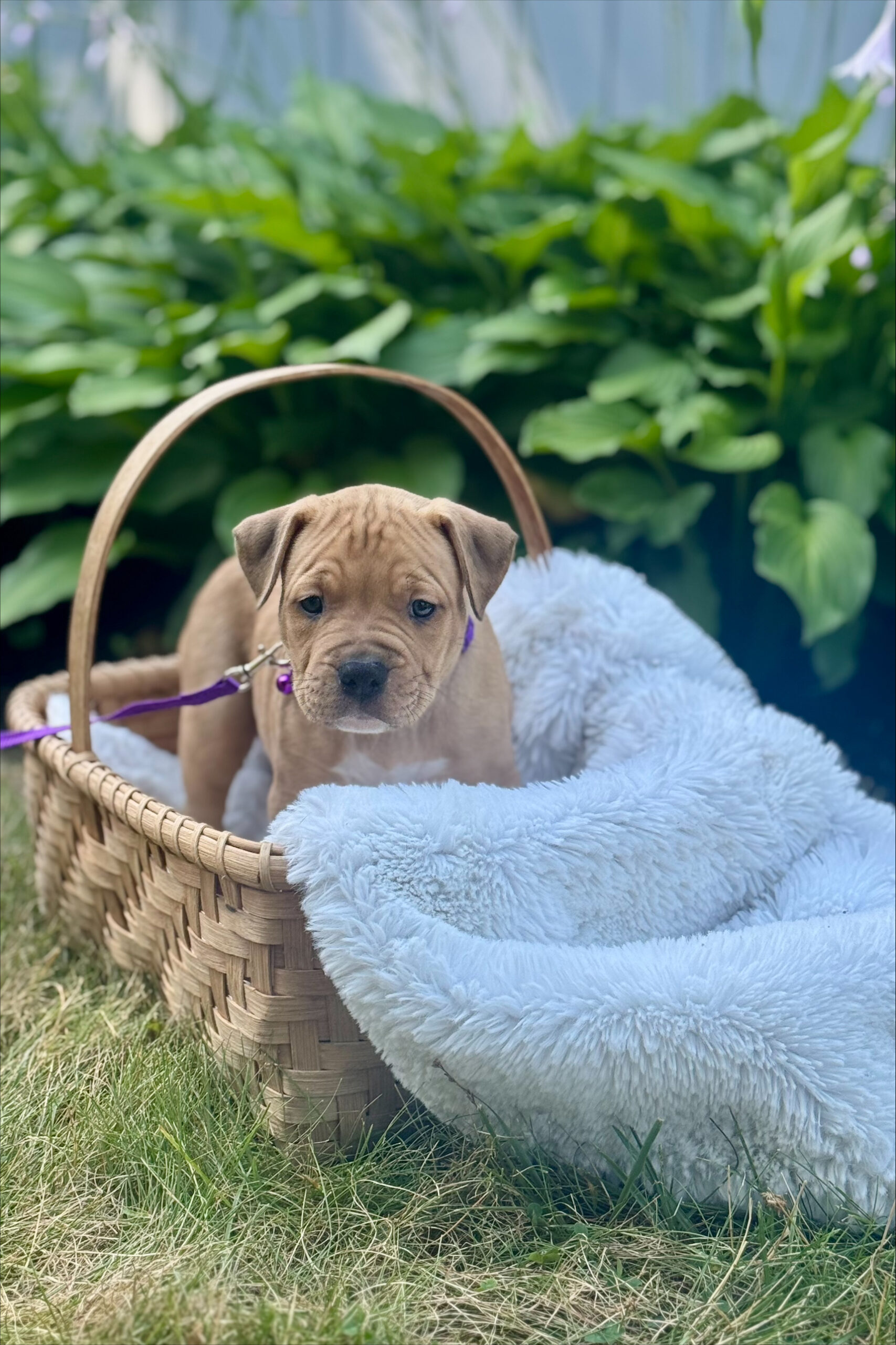 juniper adoptable pup