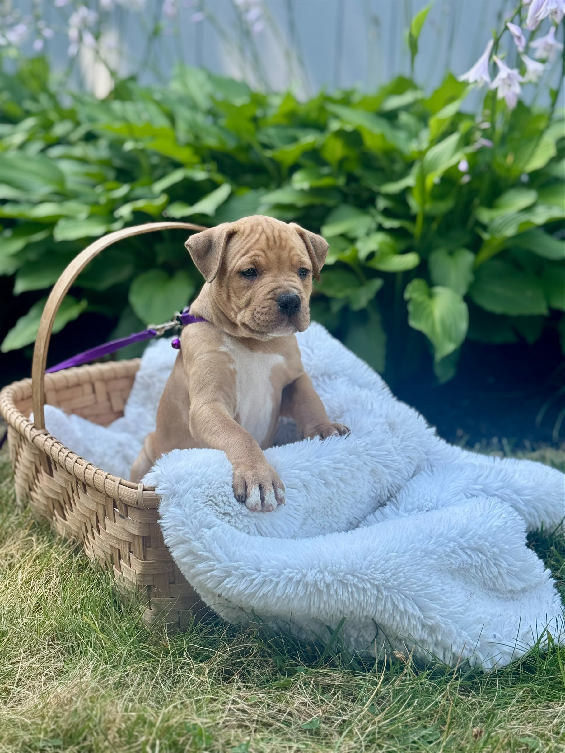 juniper adoptable pup