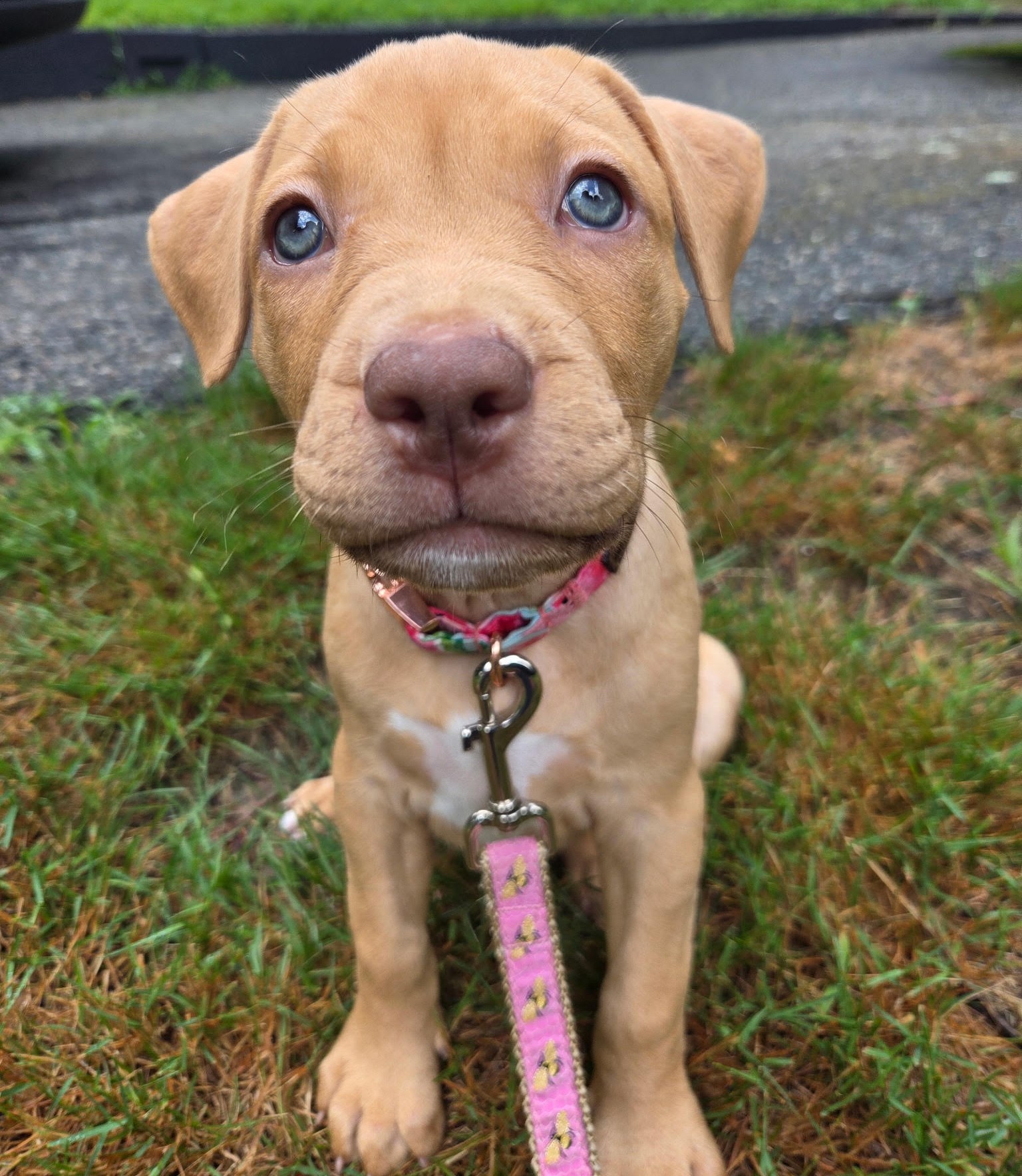 maple adoptable pup