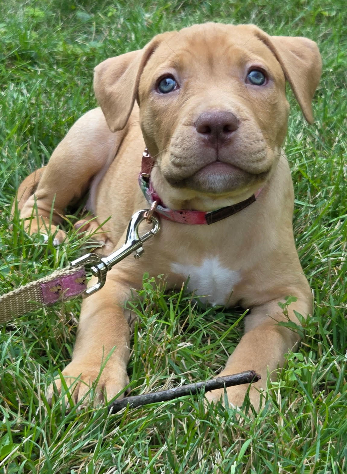 maple adoptable pup