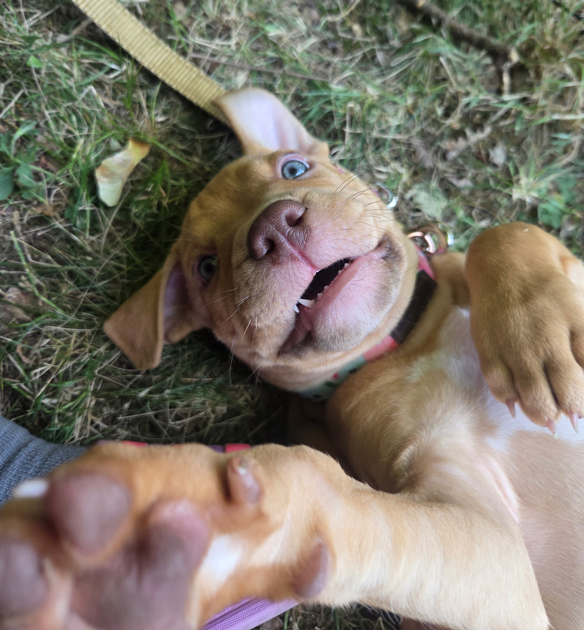 maple adoptable pup