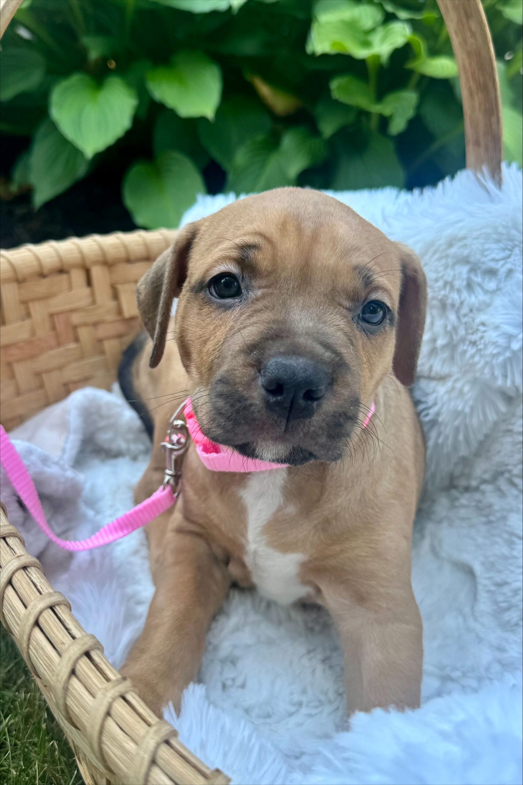 olive adoptable pup