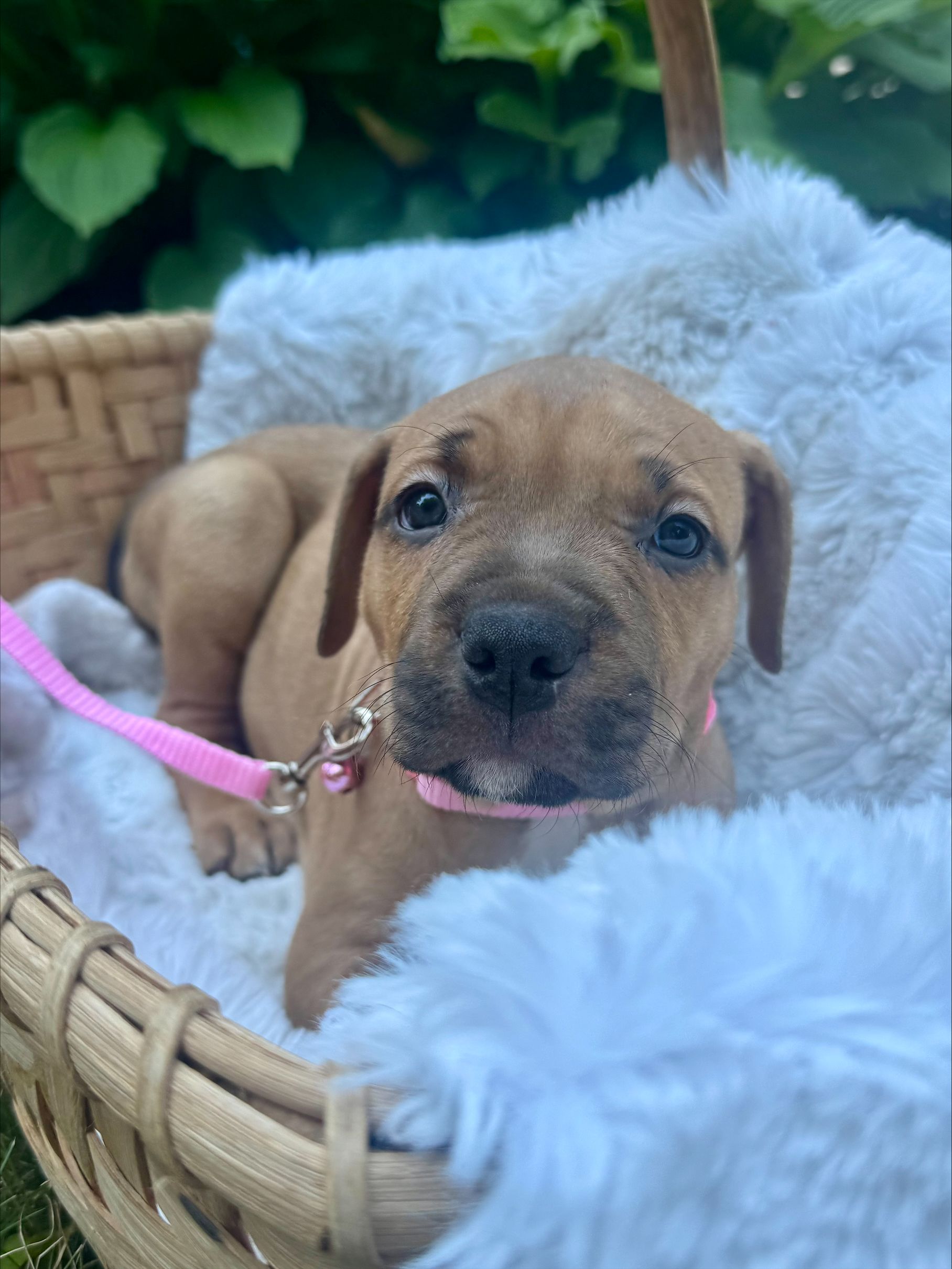 olive adoptable pup