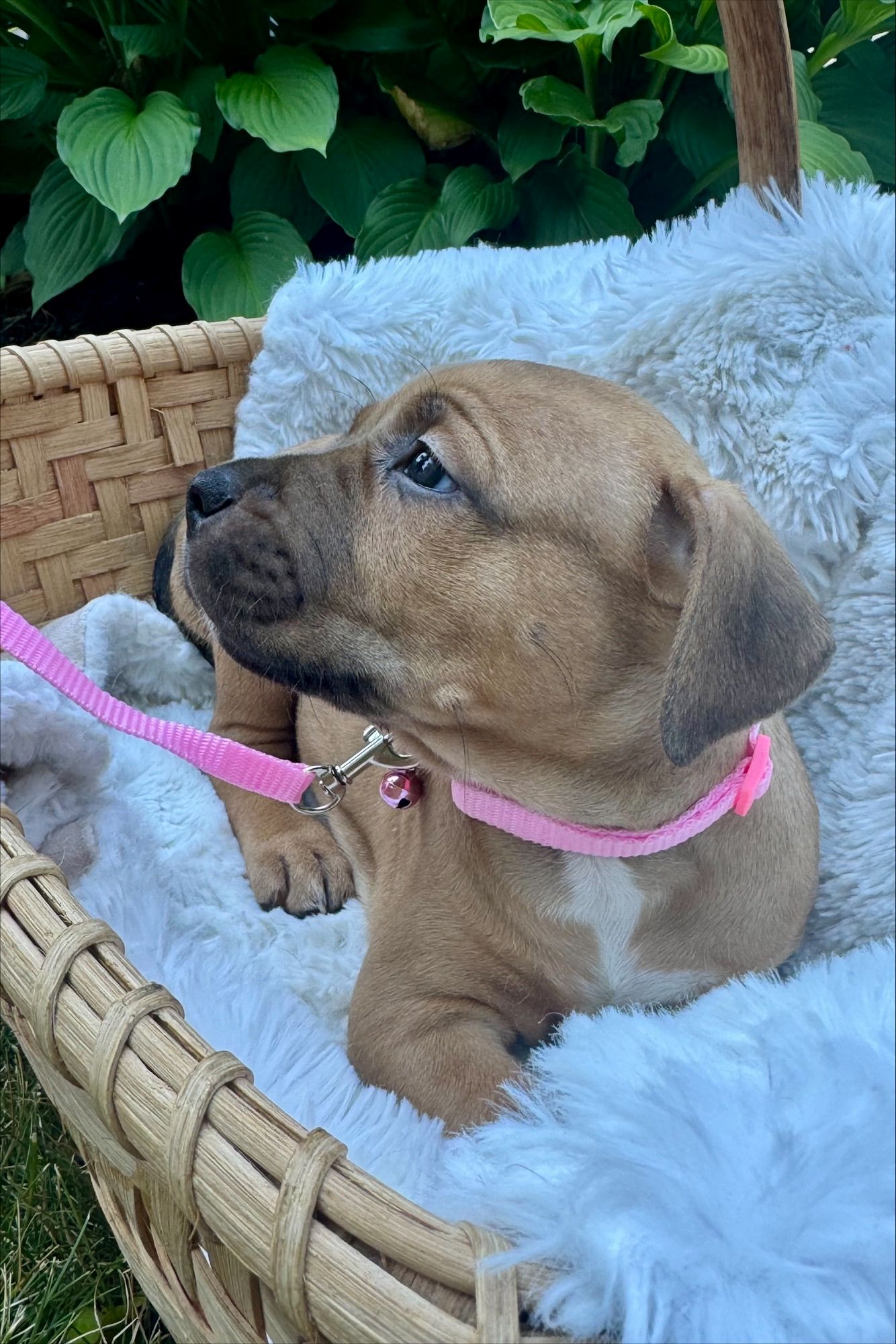 olive adoptable pup