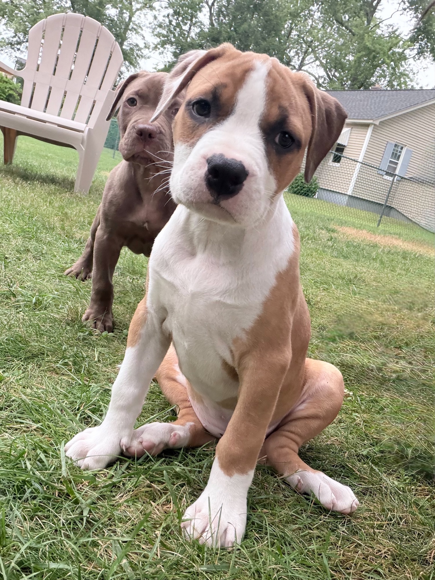 willow adoptable pup