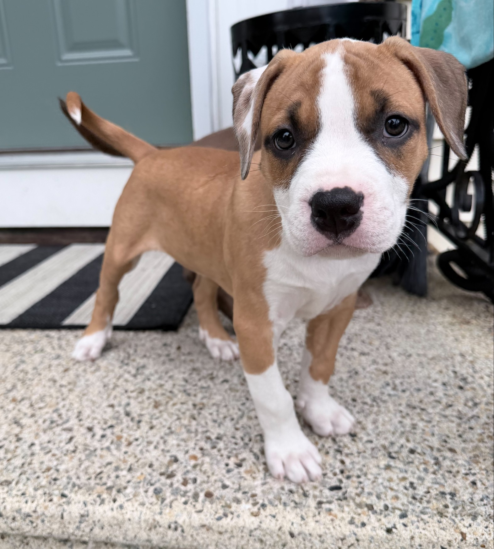 willow adoptable pup