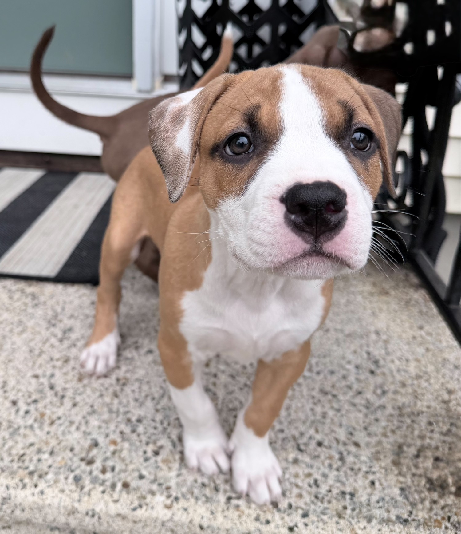 willow adoptable pup