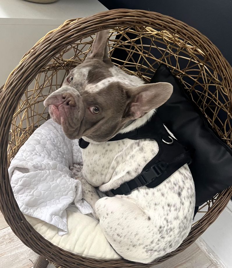 Giuseppe adoptable dog