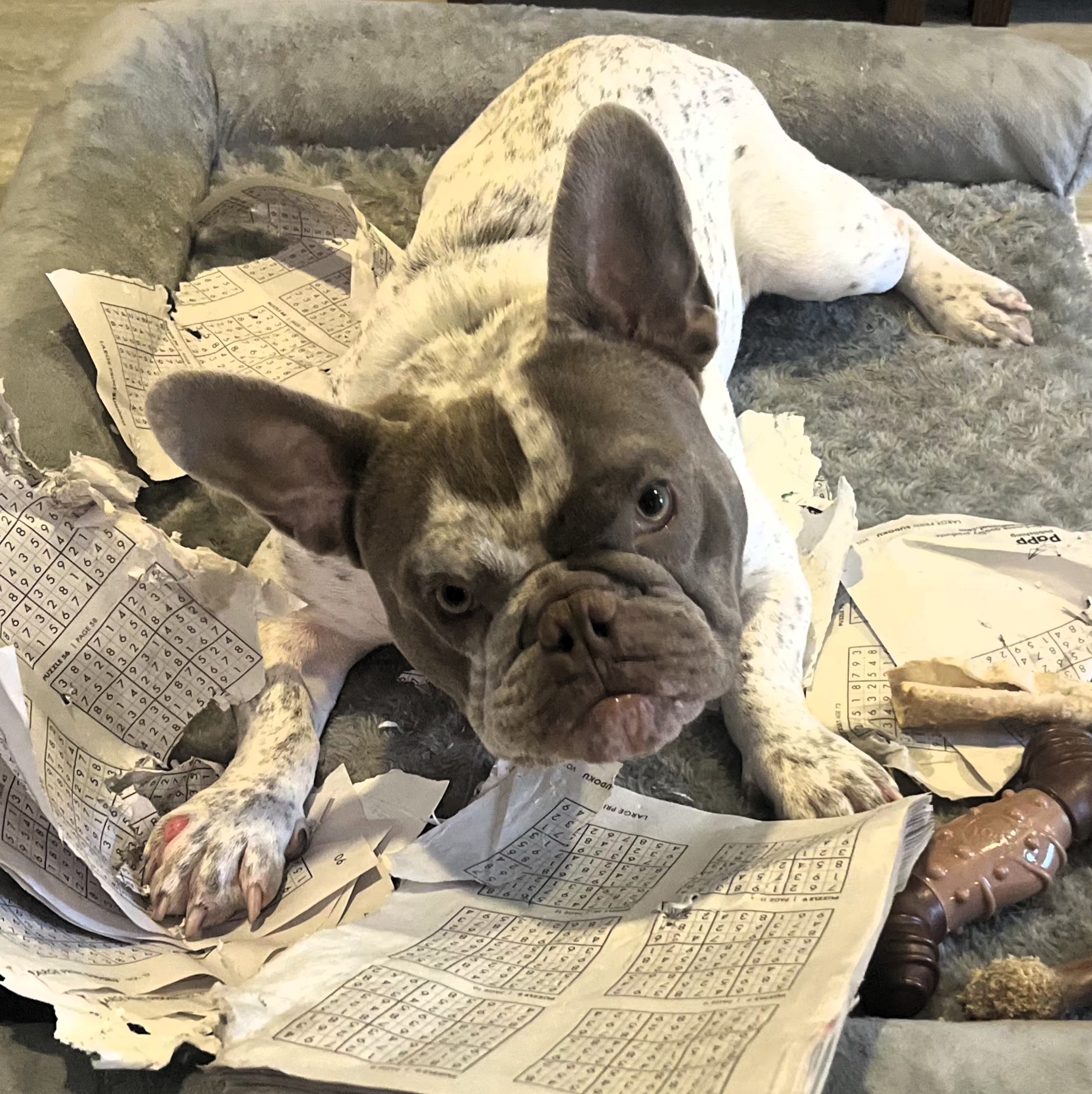 Giuseppe adoptable dog