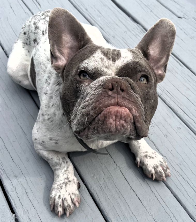 Giuseppe adoptable dog