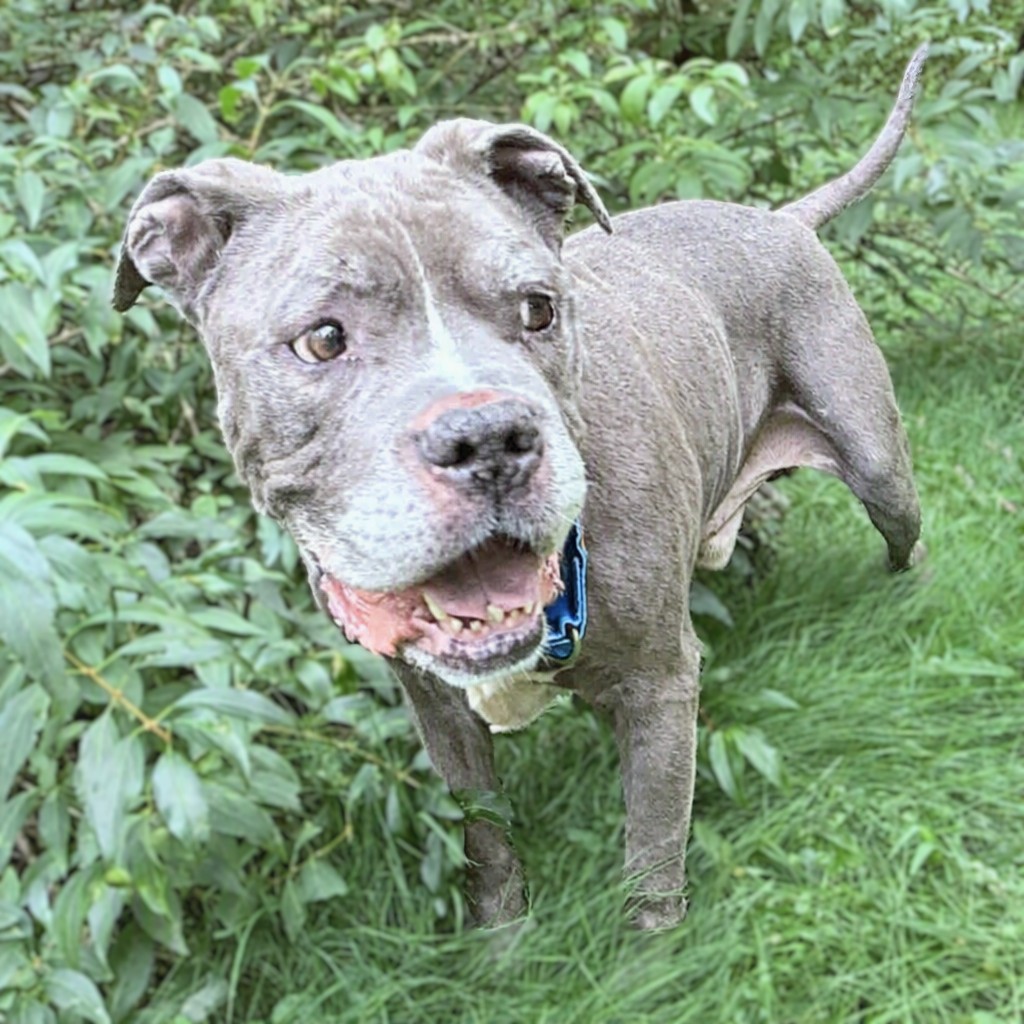 jackson adoptable dog